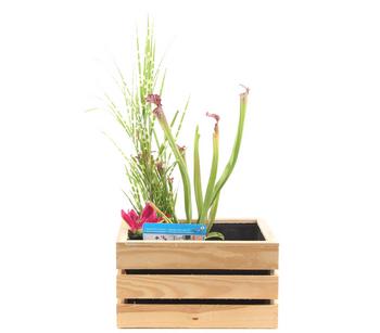 Wasserpflanzen-Set, Bunt