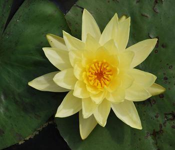 Dehner Seerose, Gelb