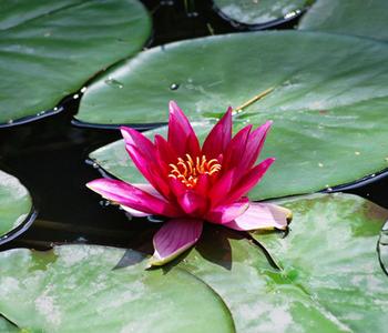 Seerose 'Red Spider', Pink