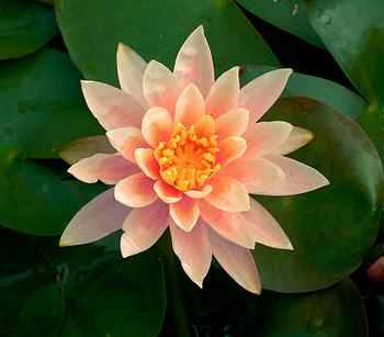 Seerose 'Sioux', Apricot