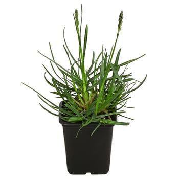 Blaugras 'Greenlee Hybrid'