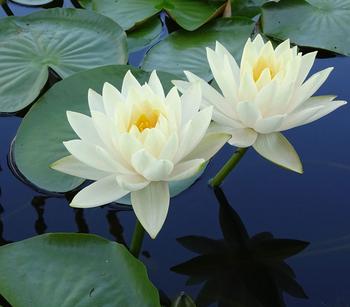 Seerose 'Gonnere', Weiß