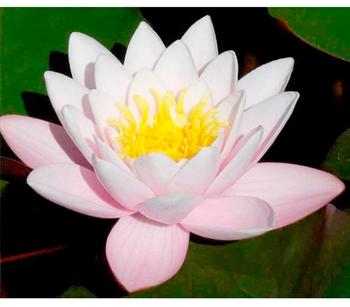 Seerose 'Hollandia', Weiß / Zartrosa