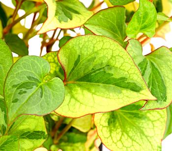 Chamäleonpflanze - Buntblatt - Eidechsenschwanz