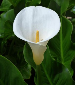 2 x Äthiopische Calla, Weiß - Mindestbestellmenge: 2 Stk.