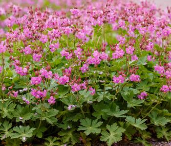 Bio Cambridge Storchschnabel 'Karmina'