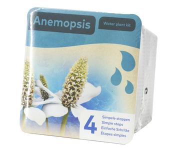 Teichpflanzen Komplett-Set Scheinanemone, 5-teilig, Grün