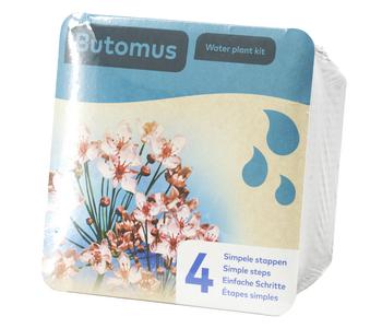 Teichpflanzen Komplett-Set Schwanenblume, 6-teilig, Rosa