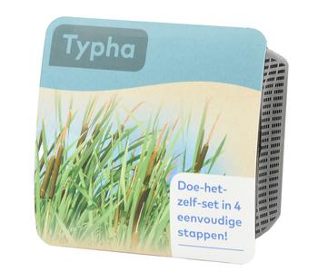 Teichpflanzen Komplett-Set Breitblättriger Rohrkolben, 6-teilig, Weiß / Braun