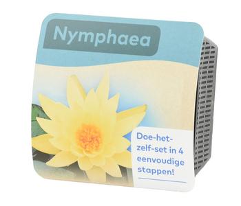 Teichpflanzen Komplett-Set Seerose, 6-teilig, Gelb