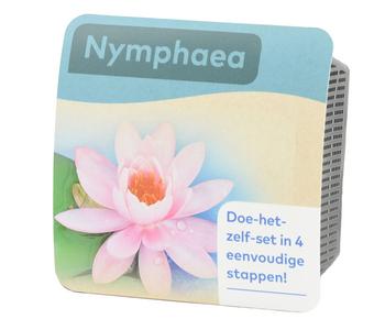 Teichpflanzen Komplett-Set Seerose, 6-teilig, Rosa