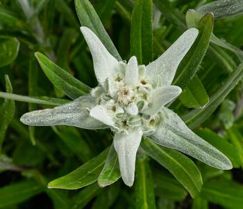 Edelweiß 'Matterhorn'