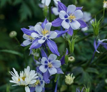 Bio Akelei 'Biedermeier', verschiedene Sorten