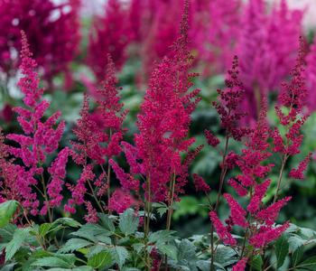 Bio Prachtspiere, rot