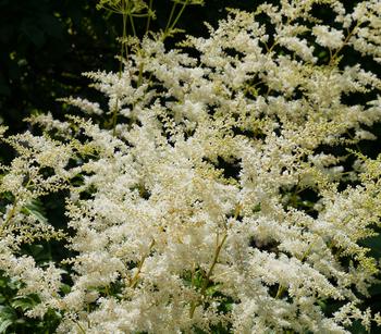 Bio Prachtspiere, weiß