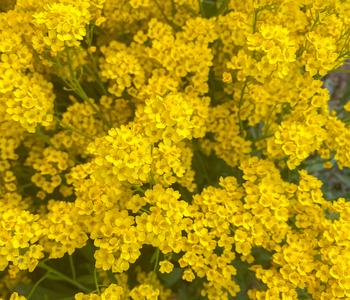 Bio Felsen-Steinkraut