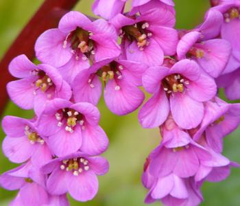 Bio Bergenie 'Purpurea'