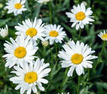 Bio Großblumige Margerite 'Alaska'