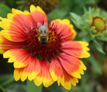 3 x Kokardenblume von Dehner, Orange - Mindestbestellmenge: 3 Stk.