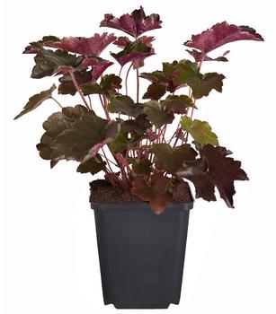 Bio Kleinblütiges Purpurglöckchen 'Palace Purple'