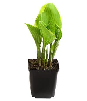 Bio Goldrandfunkie 'Aureomarginata'