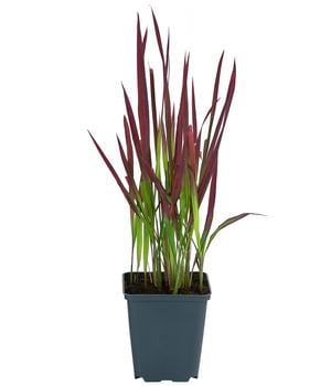 Bio Japanisches Blutgras 'Red Baron'
