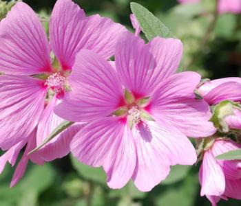 Bio Buschmalve 'Burgundy Wine'