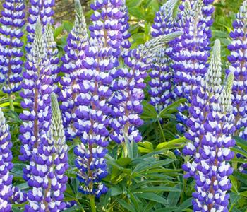 Bio Lupine, blau