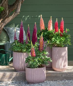 Lupine Dehner