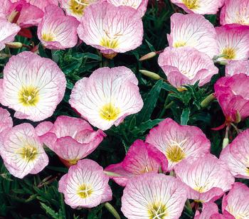 Bio Nachtkerze 'Siskiyou'