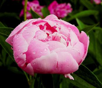 3 x Pfingstrose von Dehner, Rosa - Mindestbestellmenge: 3 Stk.