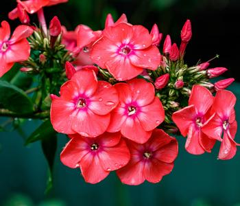 Bio Stauden-Phlox, rot