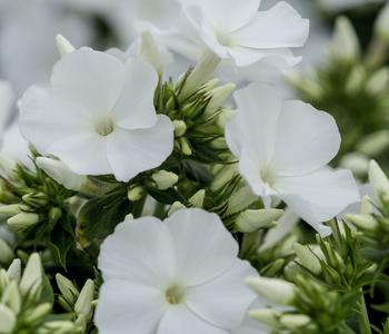 3 x Stauden-Phlox von Dehner, Weiß - Mindestbestellmenge: 3 Stk.