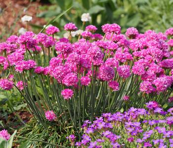 3 x Grasnelke von Dehner, Pink - Mindestbestellmenge: 3 Stk.