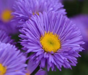 Bio Kissen-Aster 'Prof. Anton Kippenberg'