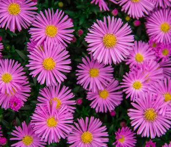 Bio Kissen-Aster 'Jenny'