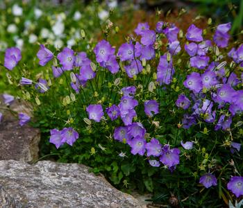 Bio Karpaten-Glockenblume, blau
