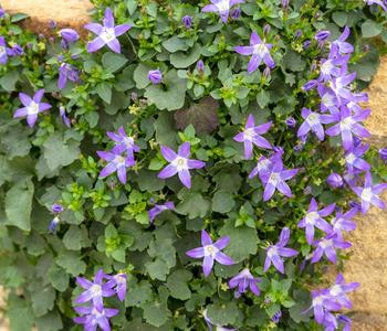 Bio Sternpolster-Glockenblume