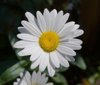 Bio Zwerg-Margerite 'Dwarf Snow Lady'