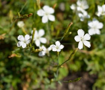 Bio Heide-Nelke 'Albus'