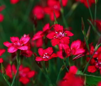 3 x Heide-Nelke von Dehner, Pink - Mindestbestellmenge: 3 Stk.