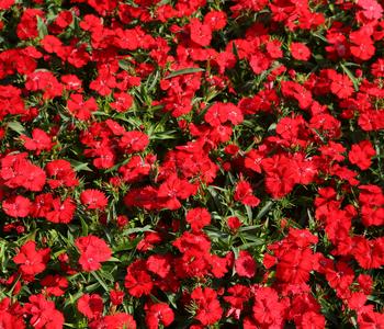 Bio Feder-Nelke, hellrot