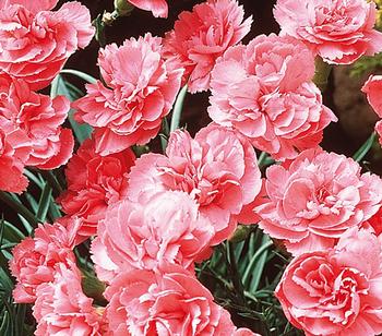 Feder-Nelke von Dehner, Rosa