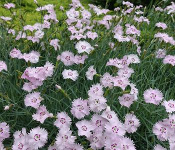 Bio Feder-Nelke, rosa