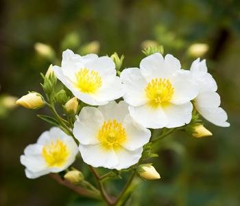 Bio Sonnenröschen, weiß