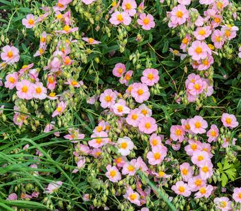 Bio Sonnenröschen, rosa