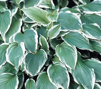 Bio Wellblattfunkie 'Albomarginata'