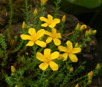 Bio Vielblättriges Johanniskraut