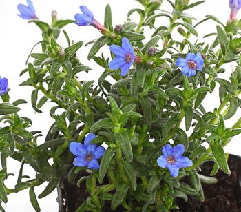 Bio Steinsame 'Heavenly Blue'