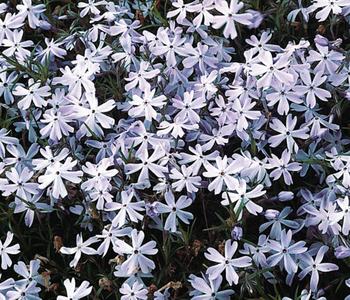 Bio Polster-Phlox 'Emerald Cushion Blue'